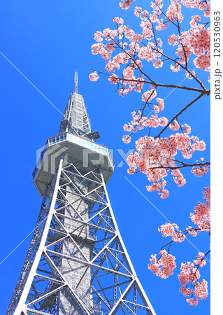 愛知県名古屋市、河津桜と名古屋テレビ塔の風景 愛知県名古屋市、河津桜と名古屋テレビ塔の風景 120530963