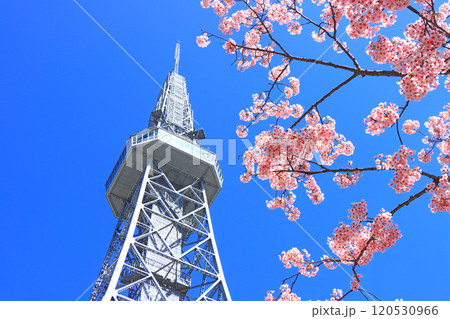 愛知県名古屋市、河津桜と名古屋テレビ塔の風景 120530966