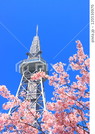 愛知県名古屋市、河津桜と名古屋テレビ塔の風景 愛知県名古屋市、河津桜と名古屋テレビ塔の風景 120530970