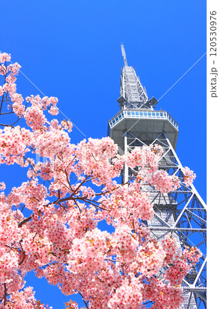 愛知県名古屋市、河津桜と名古屋テレビ塔の風景 愛知県名古屋市、河津桜と名古屋テレビ塔の風景 120530976