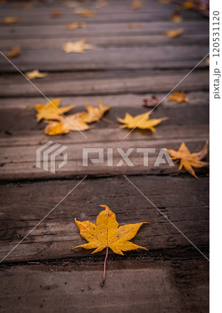 北海道　札幌の秋の風景 120531120