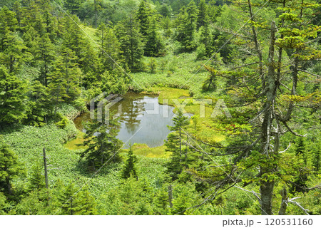 志賀高原 鬼の相撲場の池 志賀高原 鬼の相撲場の池 120531160