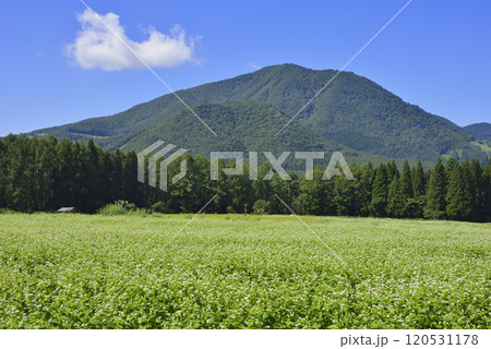 そば畑と黒姫山 そば畑と黒姫山 120531178