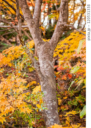 北海道 秋の札幌 北海道 秋の札幌 120531338