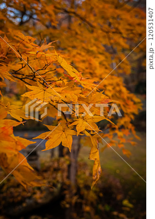 北海道 秋の札幌 北海道 秋の札幌 120531407