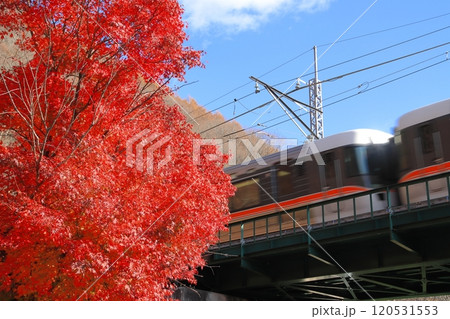 紅葉に染まる木曽路を駆け抜ける383系特急しなの_2024/11/23撮影 120531553