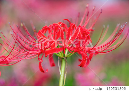 まんじゅしゃげ【曼珠沙華】 120531806