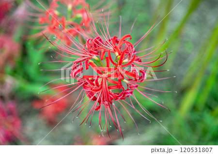 ヒガンバナ(彼岸花) ヒガンバナ(彼岸花) 120531807