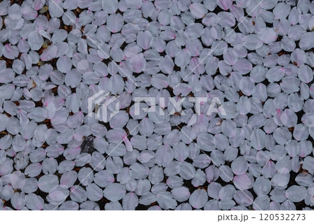 桜の花びらのテクスチャー 桜の花びらのテクスチャー 120532273