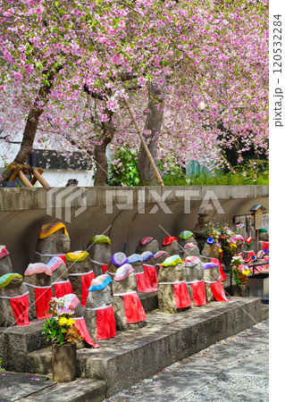 京都　紫雲山頂法寺　六角堂　枝垂れ桜とお地蔵さん（京都市中京区） 120532284