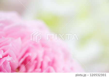 フラワー背景イメージ　(写真素材) 120532301