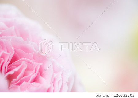 フラワー背景イメージ　(写真素材) 120532303