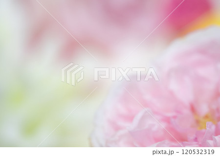 フラワー背景イメージ　(写真素材) 120532319