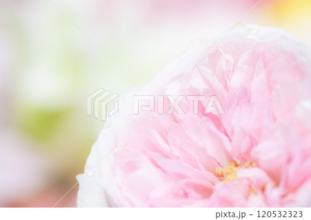 フラワー背景イメージ　(写真素材) 120532323