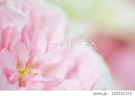 フラワー背景イメージ　(写真素材) 120532325