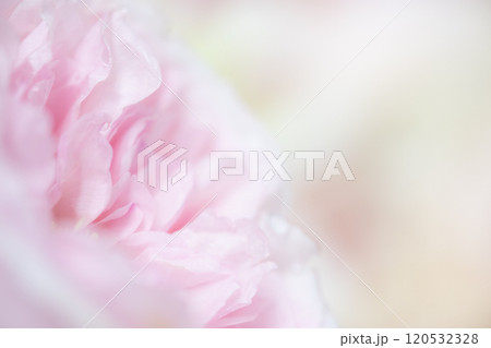 フラワー背景イメージ　(写真素材) 120532328