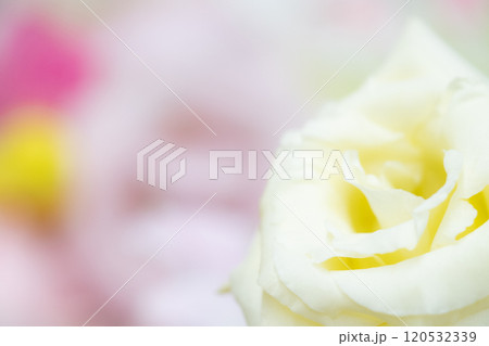 フラワー背景イメージ　(写真素材) 120532339