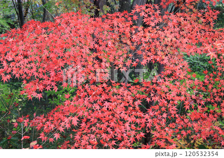 四萬部寺 紅葉 四萬部寺 紅葉 120532354