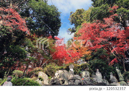 四萬部寺 紅葉 四萬部寺 紅葉 120532357