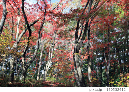 四萬部寺　裏山紅葉 120532412
