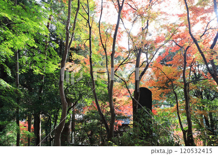 四萬部寺 紅葉 四萬部寺 紅葉 120532415