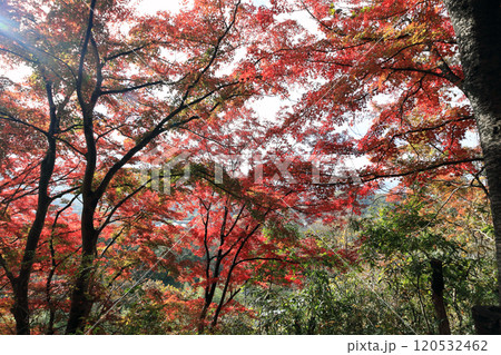 四萬部寺 裏山紅葉 四萬部寺 裏山紅葉 120532462