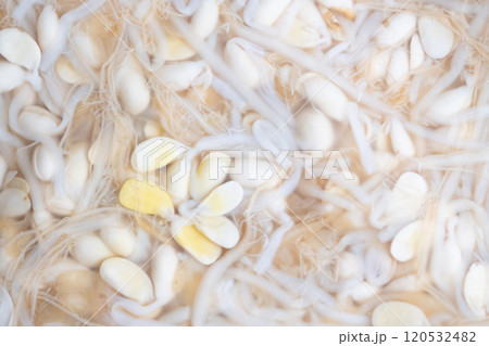 ビニール袋に入った豆もやしナムルのイメージ (写真素材) ビニール袋に入った豆もやしナムルのイメージ (写真素材) 120532482