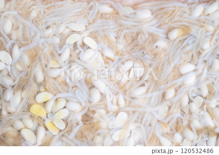 ビニール袋に入った豆もやしナムルのイメージ (写真素材) ビニール袋に入った豆もやしナムルのイメージ (写真素材) 120532486