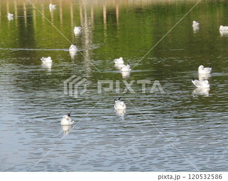 稲毛海浜公園浜ノ池に来た冬の渡り鳥ユリカモメ 稲毛海浜公園浜ノ池に来た冬の渡り鳥ユリカモメ 120532586
