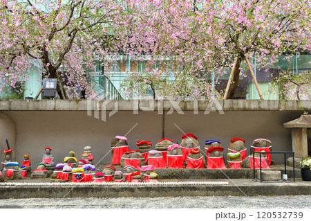 京都　紫雲山頂法寺　六角堂　お地蔵さんと枝垂れ桜と鳩みくじ（京都市中京区） 120532739