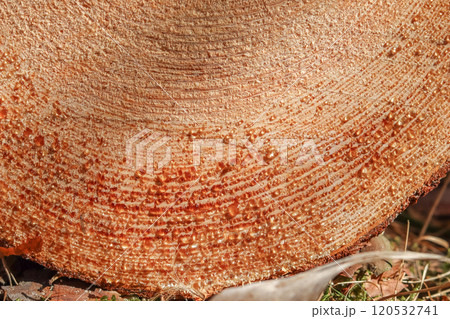 Close up of fresh cut tree trunk with drops of resin. High quality photo Close up of fresh cut tree trunk with drops of resin. High quality photo 120532741
