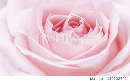 Abstract floral background, pink pale rose flower petals, soft focus. Macro flowers backdrop for holiday brand design Abstract floral background, pink pale rose flower petals, soft focus. Macro flowers backdrop for holiday brand design 120532742