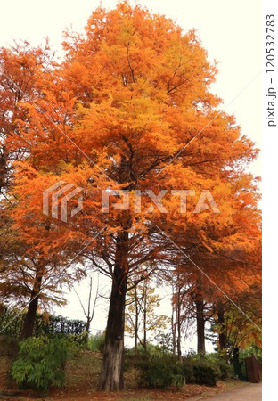 ラクウショウ 120532783