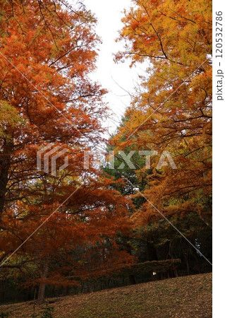 播磨中央公園のラクウショウ 120532786