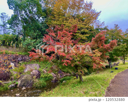 香川用水記念公園の紅葉 香川用水記念公園の紅葉 120532880