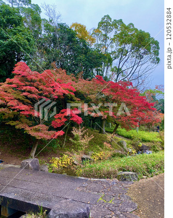 香川用水記念公園の紅葉 120532884
