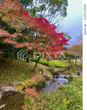 香川用水記念公園の紅葉 香川用水記念公園の紅葉 120532885