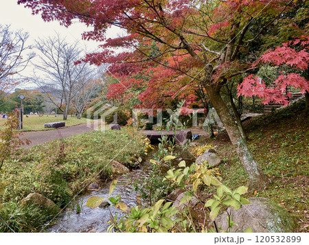 香川用水記念公園の紅葉 120532899