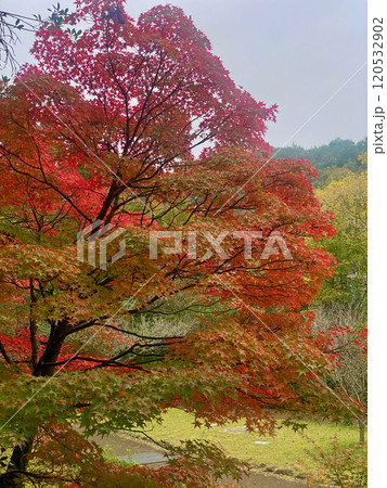 香川用水記念公園の紅葉 香川用水記念公園の紅葉 120532902