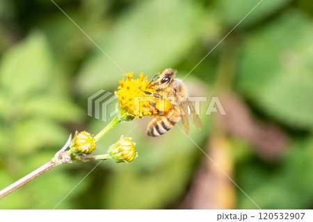ビーポーレンを脚に付けて運ぶミツバチ 120532907