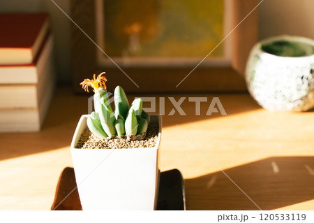 空間を飾る観葉植物 120533119