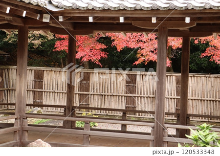 京都　紅葉狩り　紅葉スポット　紅葉　神社　寺　インバウンド　京都市　秋　四季　池　庭園　 120533348