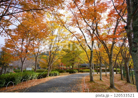 京都和束運動公園の紅葉の小道2 京都和束運動公園の紅葉の小道2 120533521