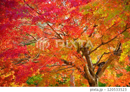 京都の優雅な紅葉の世界12 120533523