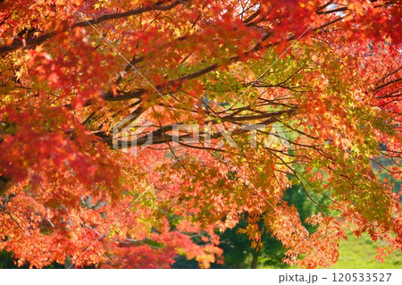 京都・錦秋の大木12 120533527