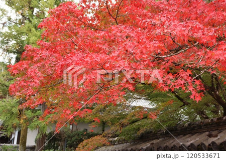 紅葉狩り　紅葉　紅葉スポット　朱印　秋　四季　インバウンド　京都　京都市東山区　 120533671
