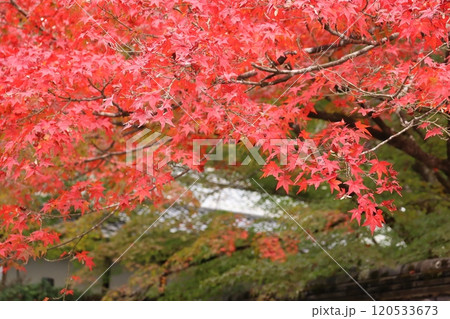 紅葉狩り 紅葉 紅葉スポット 朱印 秋 四季 インバウンド 京都 京都市東山区 紅葉狩り 紅葉 紅葉スポット 朱印 秋 四季 インバウンド 京都 京都市東山区 120533673