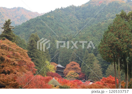 高源寺　兵庫県丹波市　丹波栗　紅葉　紅葉スポット　寺　 120533757