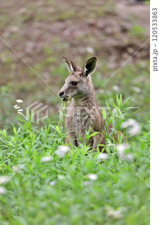 草むらから顔を出した横向きのカンガルー 草むらから顔を出した横向きのカンガルー 120533863