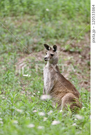 草むらに座るオオカンガルー 草むらに座るオオカンガルー 120533864